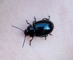 Chrysolina aurichalcea