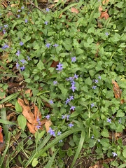Lobelia trigonocaulis