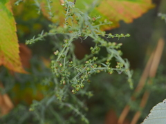 Artemisia dracunculus glauca