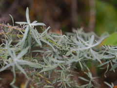 Artemisia dracunculus glauca