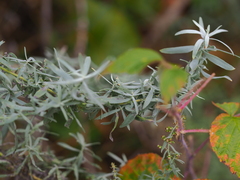 Artemisia dracunculus glauca