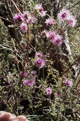 Kunzea parvifolia