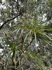 Freycinetia arborea