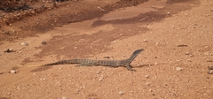 Varanus gouldii