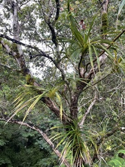 Freycinetia arborea