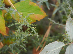 Artemisia dracunculus glauca