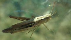 Chorthippus albomarginatus