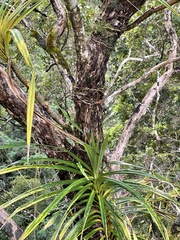 Freycinetia arborea
