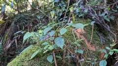 Strobilanthes pentastemonoides