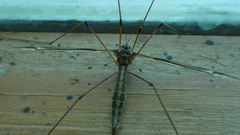 Tipula lateralis