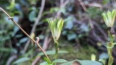 Strobilanthes pentastemonoides