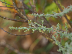 Artemisia dracunculus glauca