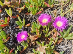 Carpobrotus rossii