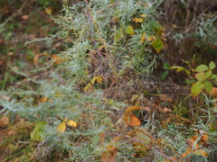 Artemisia dracunculus glauca
