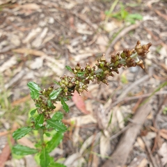 Gamochaeta americana