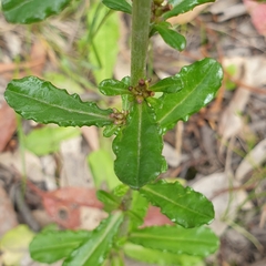 Gamochaeta americana