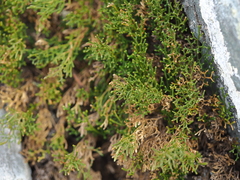 Selaginella sanguinolenta