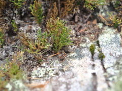 Selaginella sanguinolenta