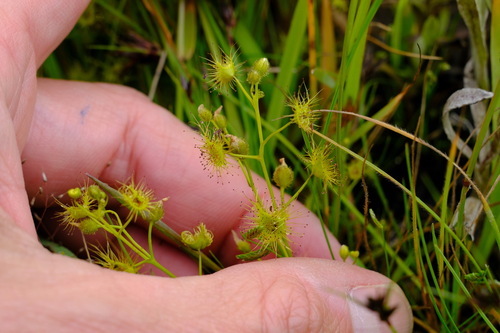 Drosera hookeri (Drosera hookeri)