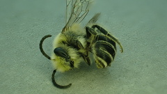 Colletes succinctus