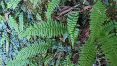 Amauropelta beddomei