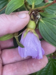 Melastoma septemnervium