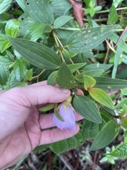 Melastoma septemnervium