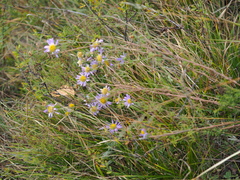 Aster biennis