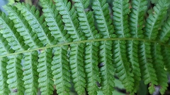 Amauropelta beddomei