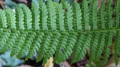 Amauropelta beddomei