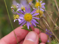 Aster biennis