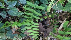 Amauropelta beddomei