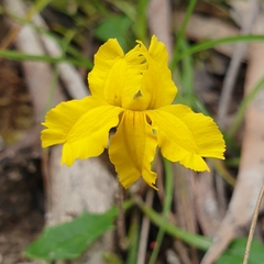 Goodenia lanata