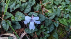 Viola formosana