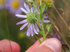 Aster biennis