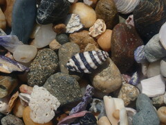Engina zonalis