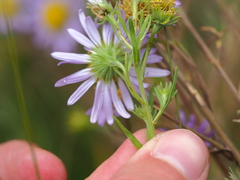 Aster biennis