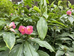 Costus phyllocephalus