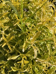 Mecardonia acuminata