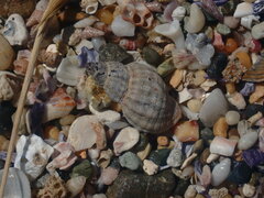 Agnewia tritoniformis