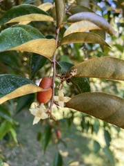 Elaeagnus triflora