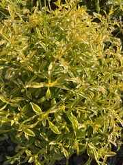 Mecardonia acuminata