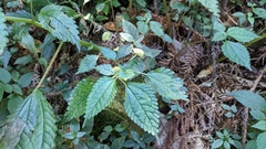 Lecanthus peduncularis