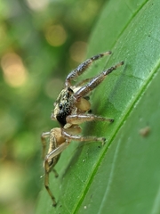 Maripanthus jubatus