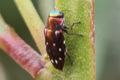 Diphucrania