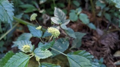 Lecanthus peduncularis