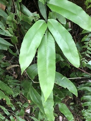 Diplazium donianum