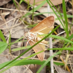 Euchaetis