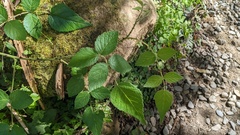 Rubus parviaraliifolius