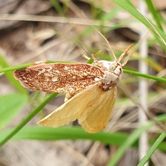 Euchaetis